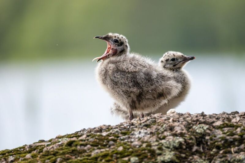 сизая чайка, чайка, птенцы, птенец, птицы Пора спать!photo preview