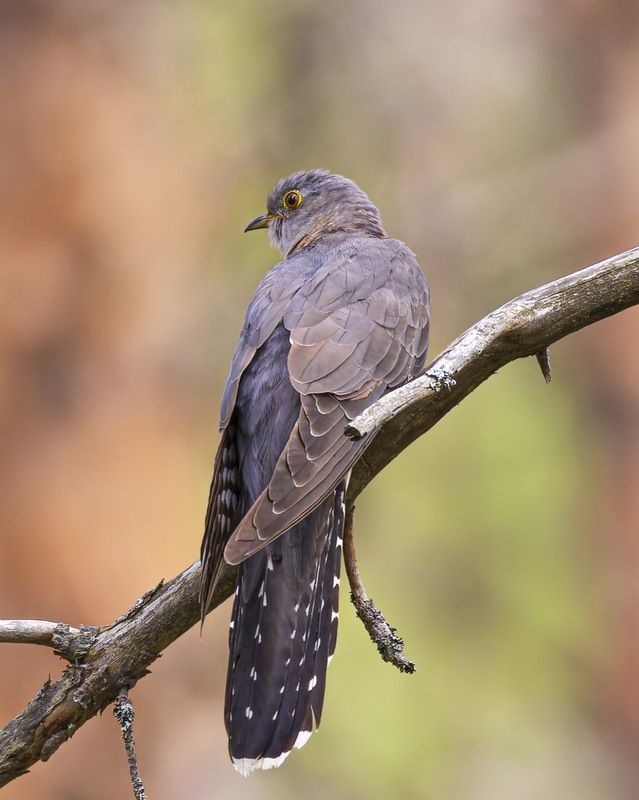 кукушка, птицы Кукушкаphoto preview