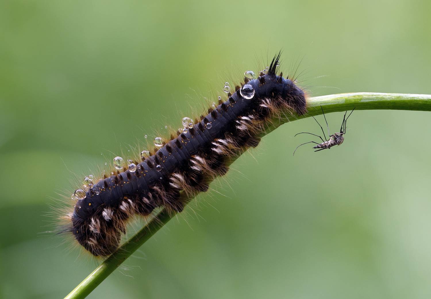 лето, дождь, гусеница, комар, Александр Смолкин
