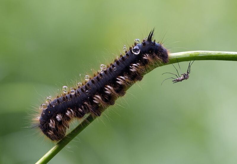 лето, дождь, гусеница, комар Дождливое летоphoto preview