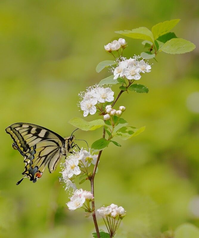 махаон Яркий день фото превью
