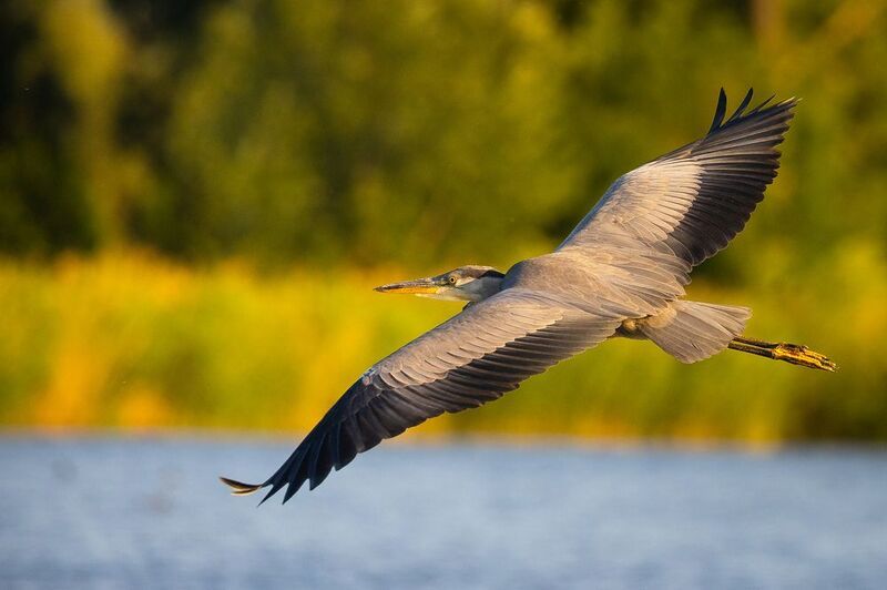 Volavkaphoto preview