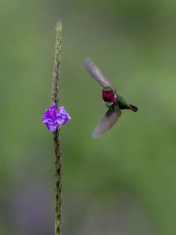 Volcano Hummingbirdphoto preview
