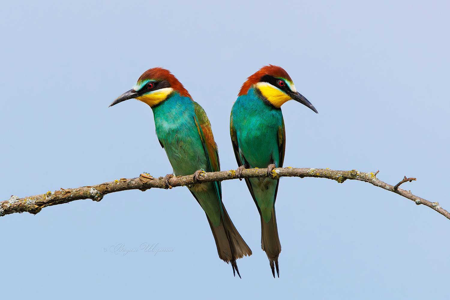 Беседа не завязалась. Автор: Шульгин Вадим щурка, Шульгин Вадим