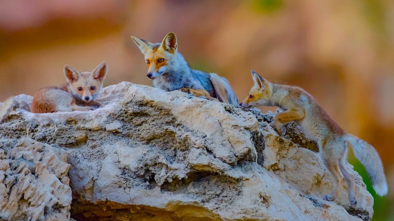 Fox family photo preview