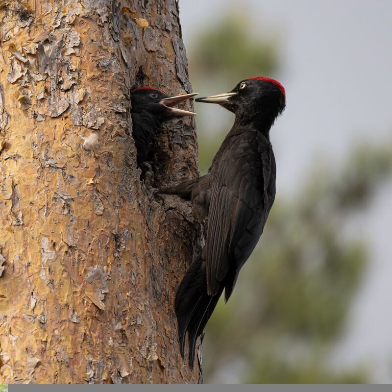 желна, черный дятел, дятел, птенец, птицы Желна с птенцомphoto preview