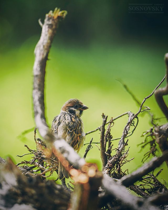 Он обернулся посмотреть, не обернулась ли она :)photo preview