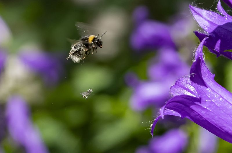 шмель, колокольчик, природа, опыление цветка Учитель и ученик фото превью