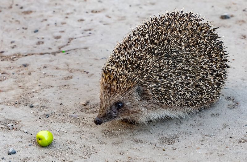 ёж, город, яблоко Ёж в городе! фото превью