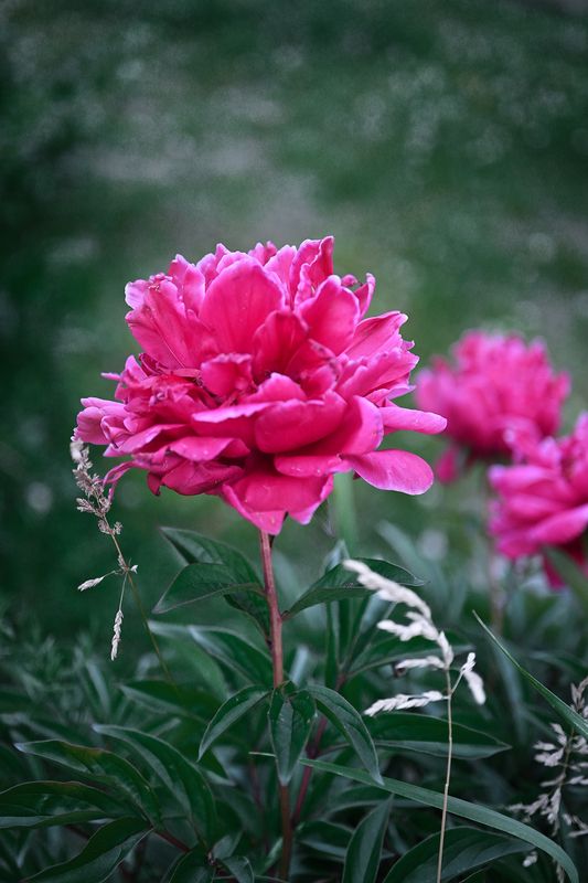 Алыйphoto preview