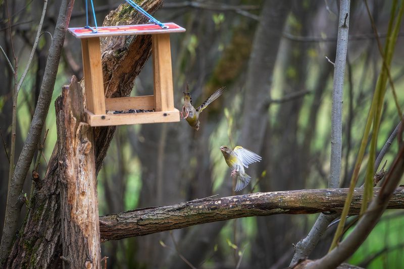 пермский край, птицы, фотоохота, природа, зеленушка Атака фото превью