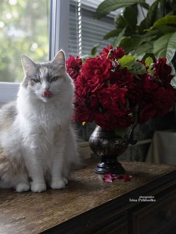 фото животных, котопортрет, кошки, питомцы, букеты, розы Портрет кошки с букетом розphoto preview