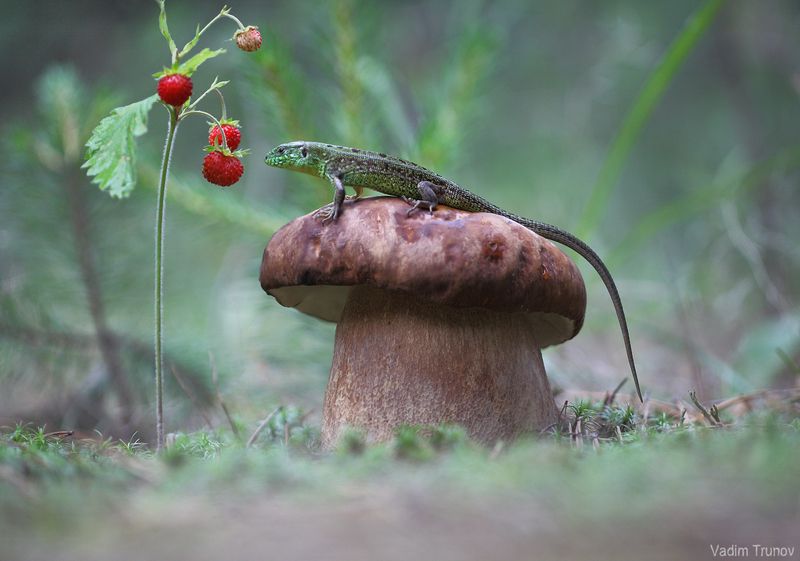 ящерица, гриб *** фото превью