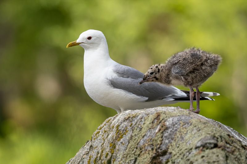 сизая чайка, чайка, птенцы, птенец, птицы Семейный портретphoto preview