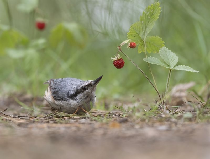 птицы,природа, лето В лесуphoto preview