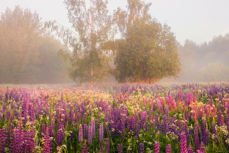 утро туман поле люпин рассвет вязниковский сизово Люпиновое утро.photo preview