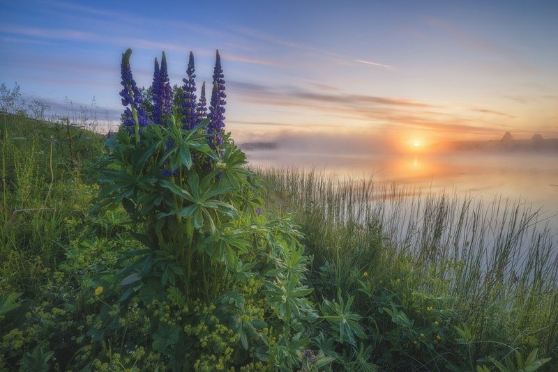 Утренний букет из люпиновphoto preview