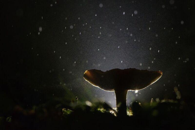 мухомор, жодь, ночь, сумерки Ночной дождьphoto preview