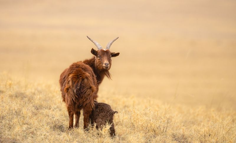 Монгольская коза с потомством. photo preview