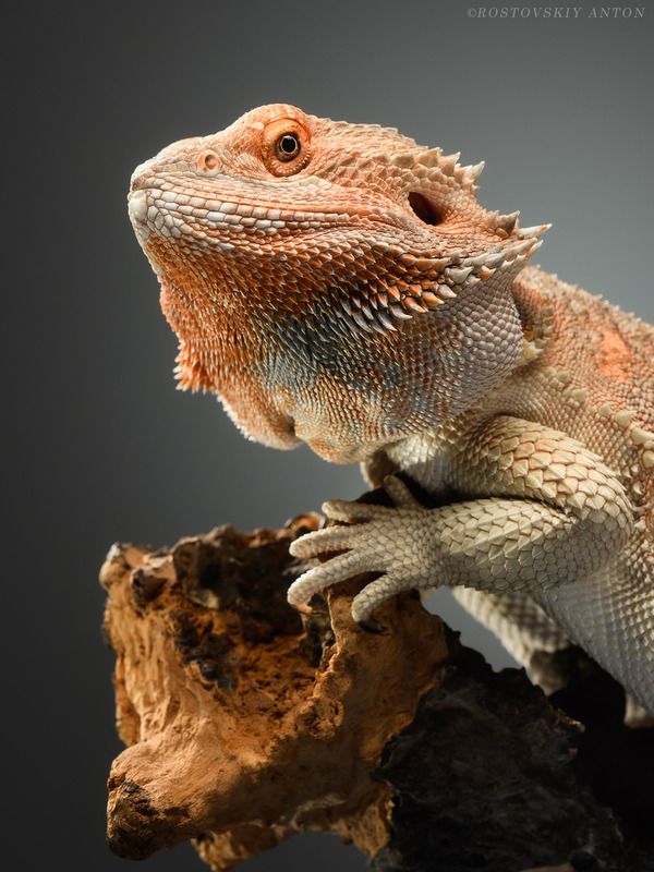 Агама, портрет, ящерица, фотограф рекламный Мудрый взгляд |портретная фотосъёмка в Москвеphoto preview