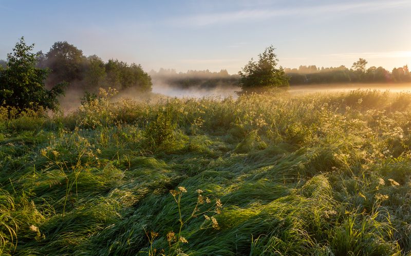 Травы в росеphoto preview