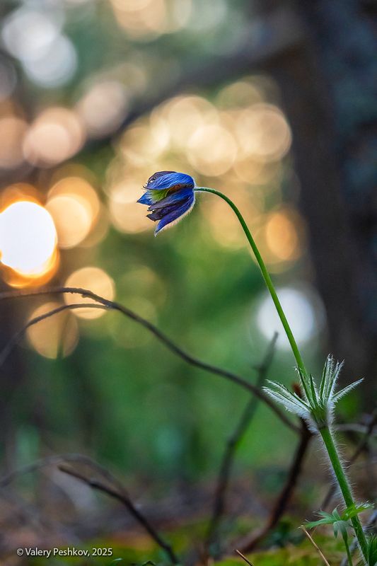 сон-трава, прострел, цветение, весна, мещёра Сон-трава для ленивых)photo preview