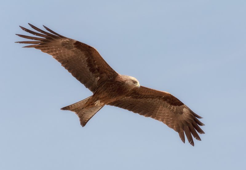 птица, хищник, коршун, В поисках добычи..photo preview