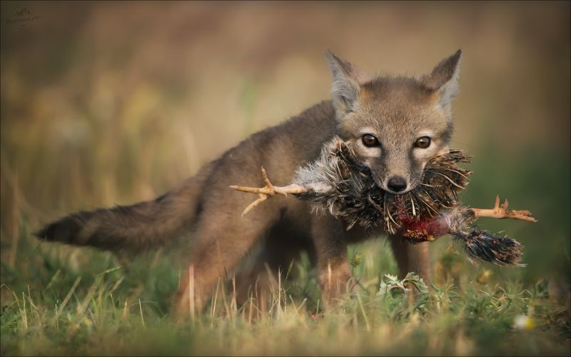 корсак, лиса, степная лиса, взрослый корсак, маныч,заповедник черные земли, корсачок, фото корсака, молодой корсак, степная лисица, vulpes corsac, калмыкия, черные земли,  корсачонок, калмыцкий корсак, корсаки, vulpes corsac kalmykorum, фотографии корсака СТРАСТИ-МОРДАСТИphoto preview