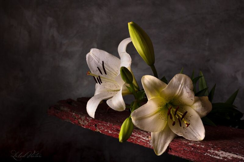 Лилииphoto preview