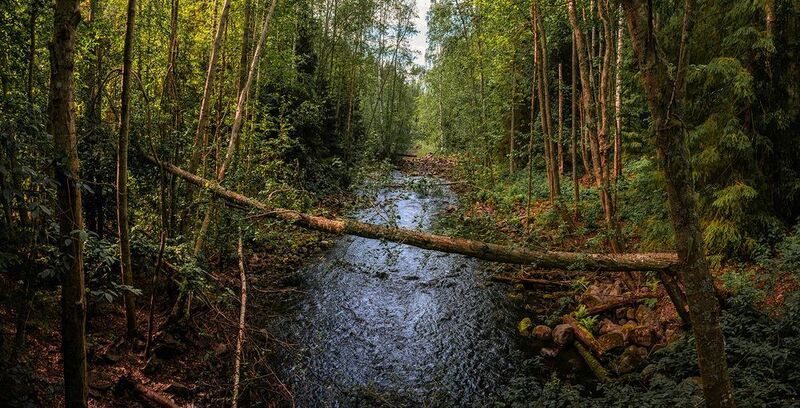 река, лес, лето Лесная рекаphoto preview