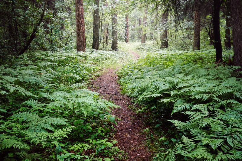 лес, деревья, листва В летнем лесуphoto preview