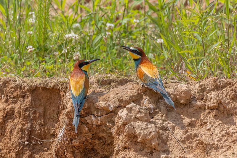 Прекраснейшая из бесед.photo preview