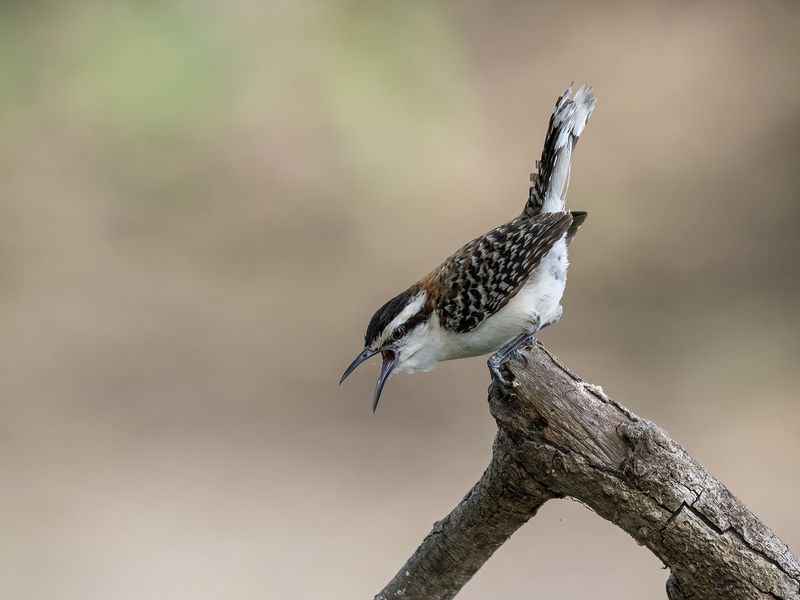 Rufous-backed Wrenphoto preview