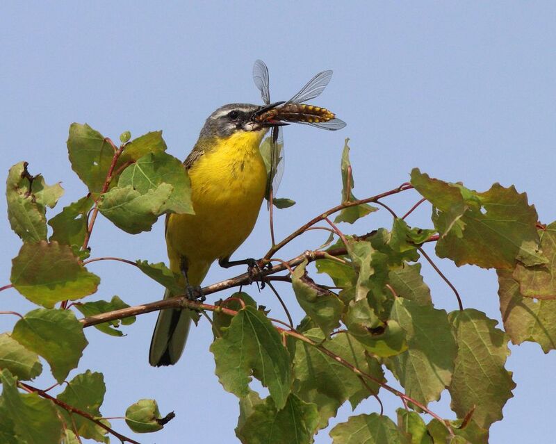 жёлтая трясогузка, трясогузка, motacilla flava, yellow wagtail, wagtail Всё лучшее детям!photo preview