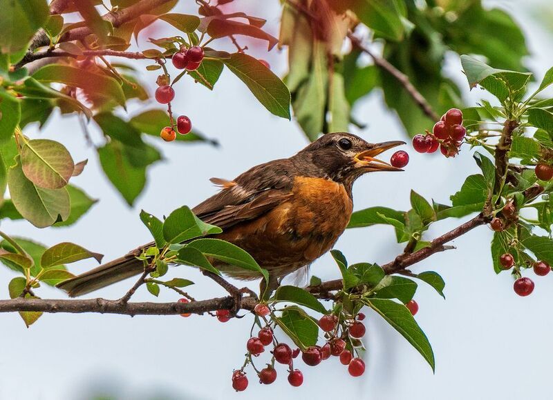 Странствующий дрозд фото превью