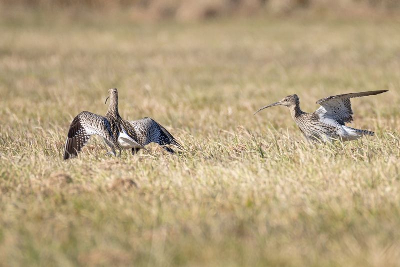 птицы, кроншнеп, кулик, большой кроншнеп, сражение, битва, фотоохота Битва больших ккроншнеповphoto preview