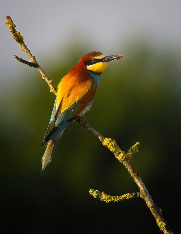 Včelař фото превью