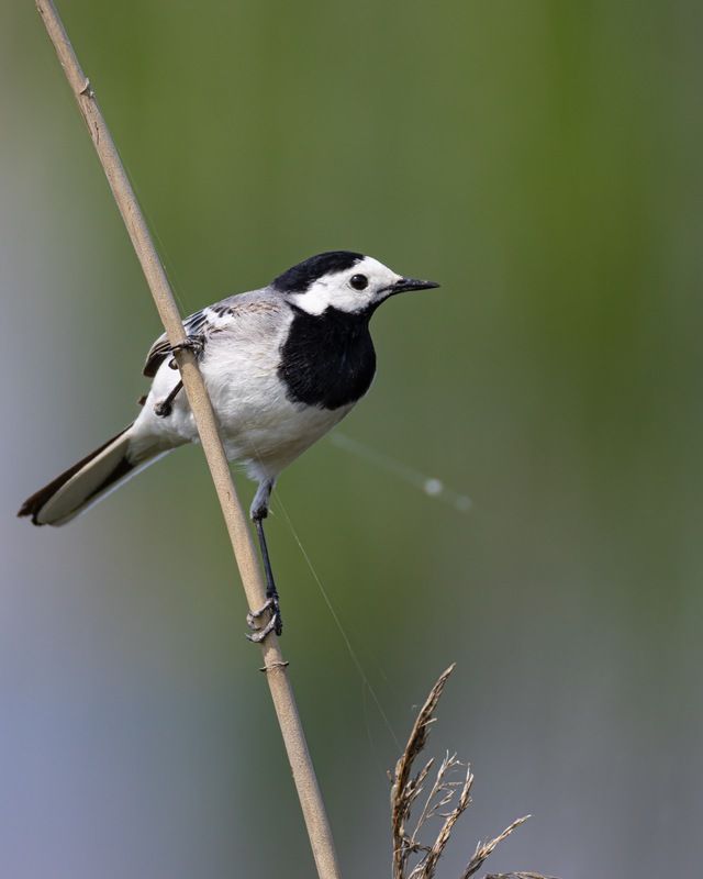 белая трясогузка, трясогузка, птицы Белая трясогузкаphoto preview
