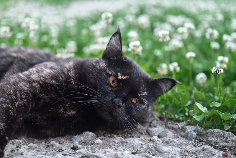 Кошачья тоскаphoto preview