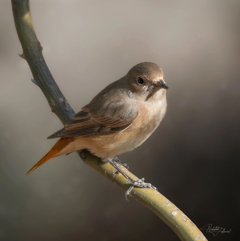 наблюдения за птицами, самка горихвостки, горихвостка, птицы, портреты птиц, эмоции, лето, время птенцов, птицы на гнездах, лето Горихвосткаphoto preview