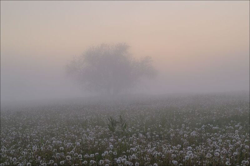 Восход в молоке и одуванчикахphoto preview