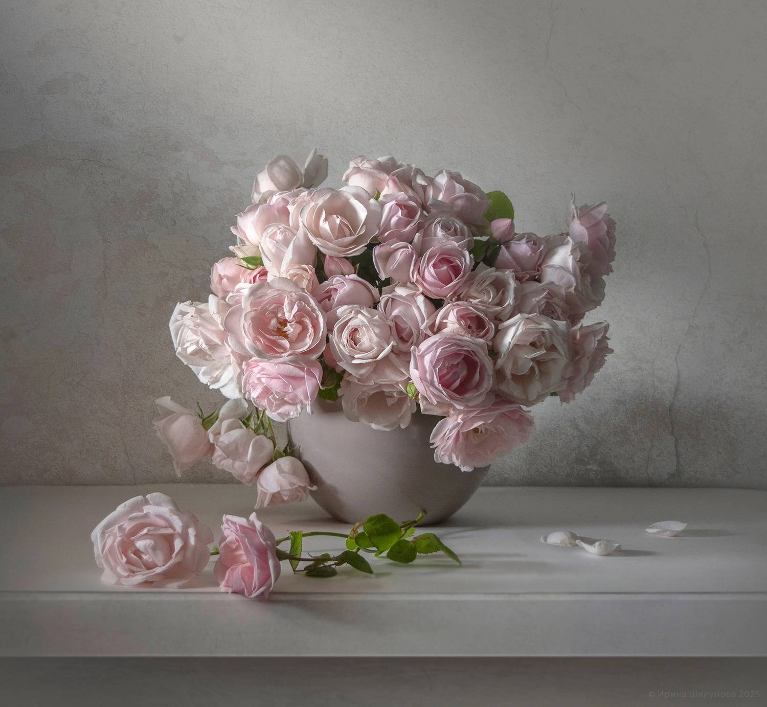 , Шипунова Ирина