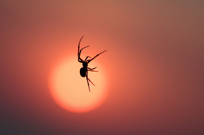 макро, паук, макрофотография, spider, macro Танцы на закате фото превью