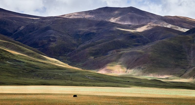 Яки большие  фото превью