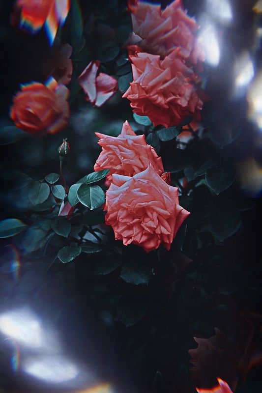 макро, macro, цветы, flowers, лето, summer, розы Розыphoto preview