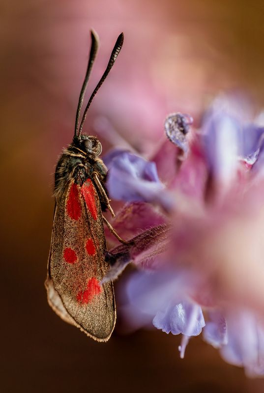 бабочка, макро, пестрянка Навстречу светуphoto preview