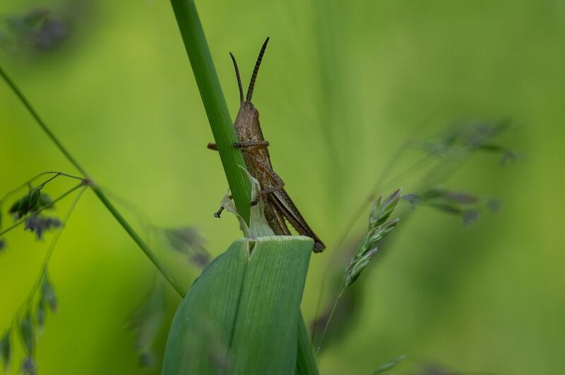 Подглядывающийphoto preview