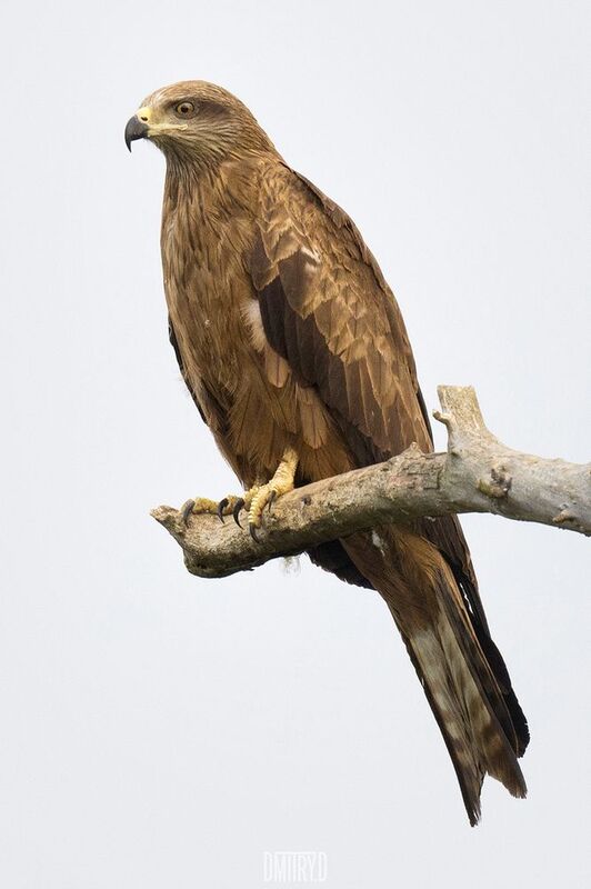 чёрный коршун, Чёрный коршун фото превью