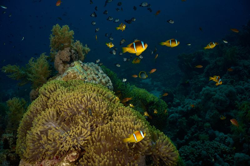 Анемоноваяphoto preview