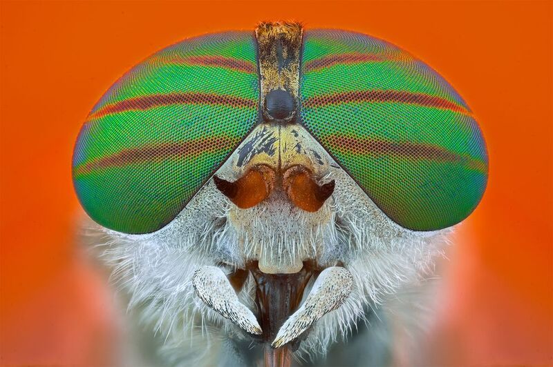 ceclii, macro  фото превью